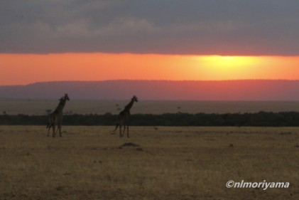 maasai-giraffe-sunset-3