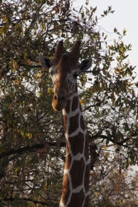 reticulated-giraffe-meru